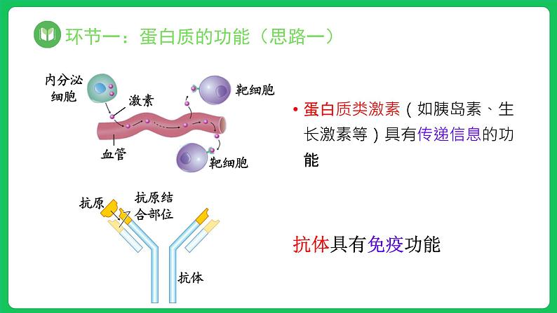 第4节 蛋白质是生命活动的主要承担者 第1课时（课件）第8页