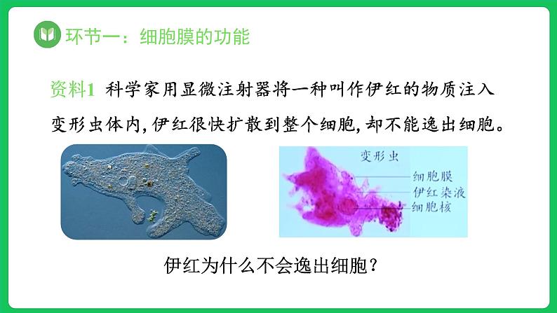 3.1.1 细胞膜的结构和功能 第1课时（课件）-2023-2024学年高一上学期生物人教版（2019）必修1第4页