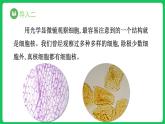 3.3 细胞核的结构和功能（课件）-2023-2024学年高一上学期生物人教版（2019）必修1