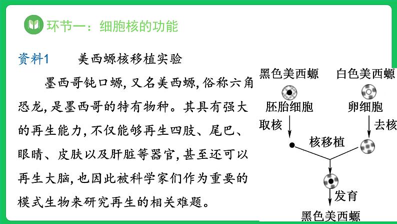 3.3 细胞核的结构和功能（课件）-2023-2024学年高一上学期生物人教版（2019）必修1第6页