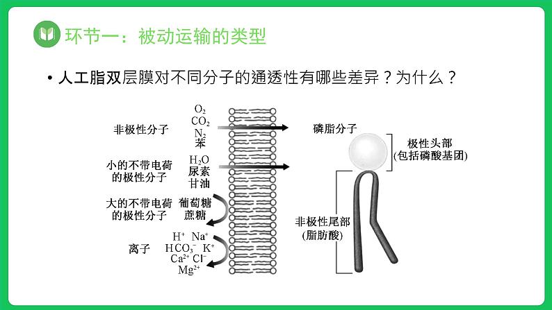 4.1.2 被动运输 第2课时（课件）-2023-2024学年高一上学期生物人教版（2019）必修105
