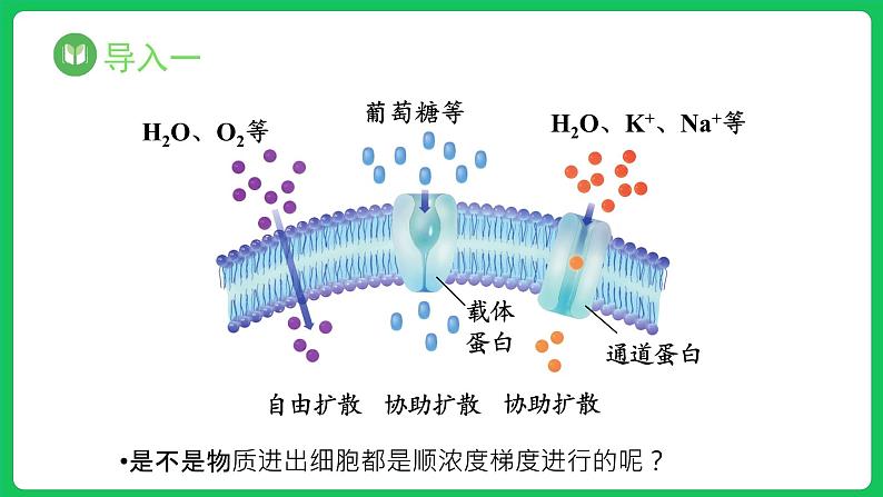 4.2 主动运输与胞吞、胞吐（课件）-2023-2024学年高一上学期生物人教版（2019）必修102