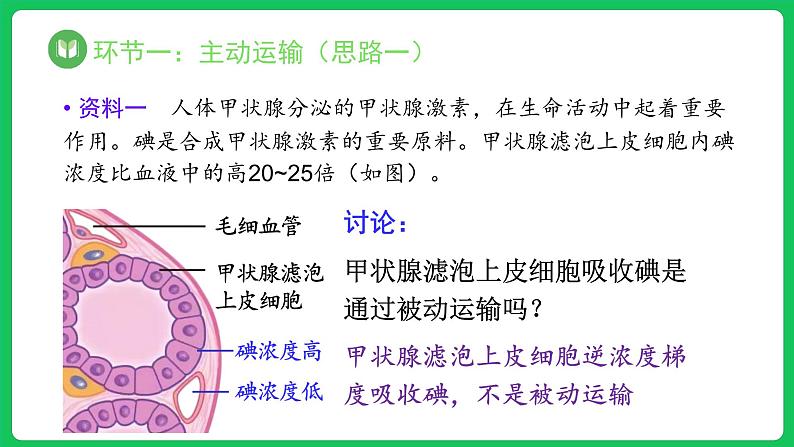 4.2 主动运输与胞吞、胞吐（课件）-2023-2024学年高一上学期生物人教版（2019）必修105