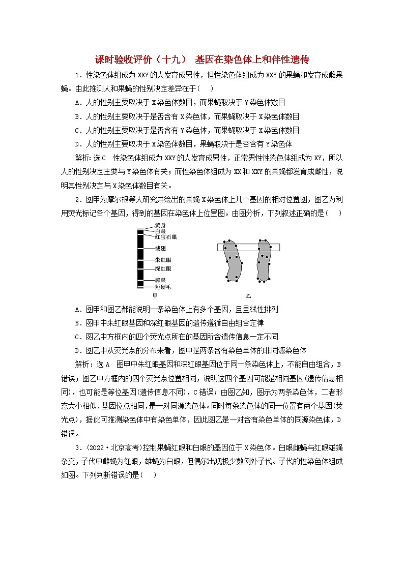 2024届高考生物一轮总复习课时验收评价十九基因在染色体上和伴性遗传 试卷01
