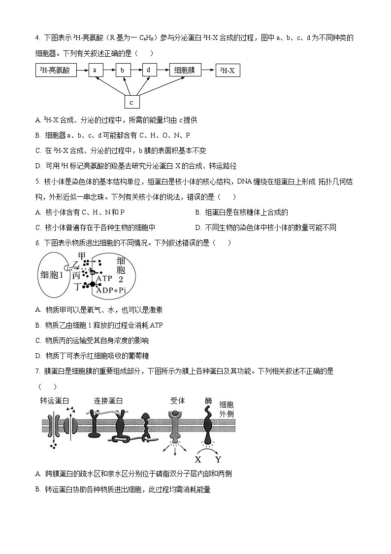 2024红河州开远一中高二上学期开学考试生物试题含解析02