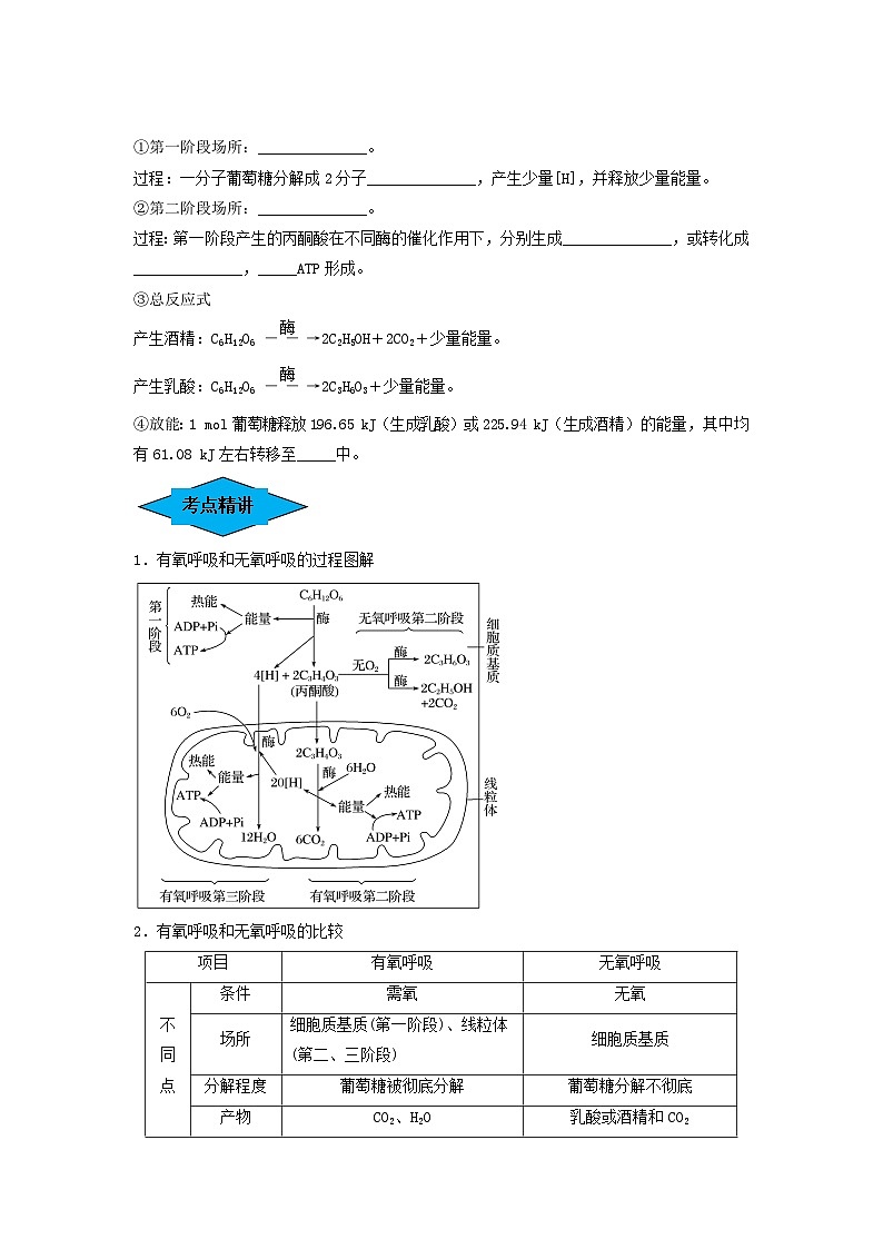 专题08 细胞呼吸（串讲）-备战2024年高考生物一轮复习串讲精练（新高考专用）（原卷版）第2页