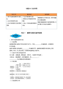 专题09 光合作用（串讲）-备战2024年高考生物一轮复习串讲精练（新高考专用）（原卷版）