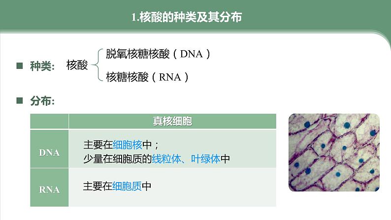 第2章 第5节　核酸是遗传信息的携带者  高中生物学人教版（2019）必修一课件PPT05