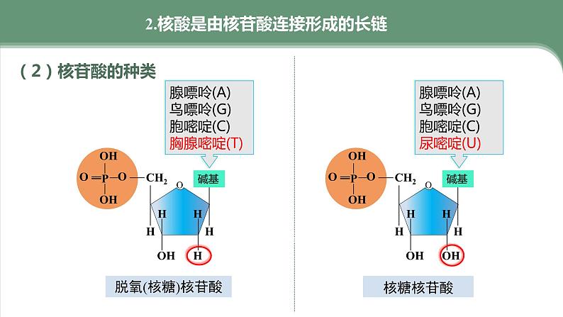 第2章 第5节　核酸是遗传信息的携带者  高中生物学人教版（2019）必修一课件PPT08