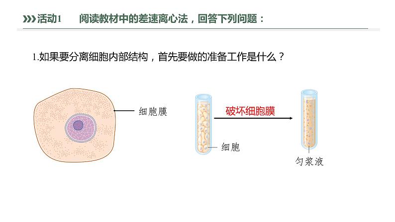 第3章 第2节 第1课时 细胞器之间的分工 高中生物学人教版（2019）必修一课件PPT06