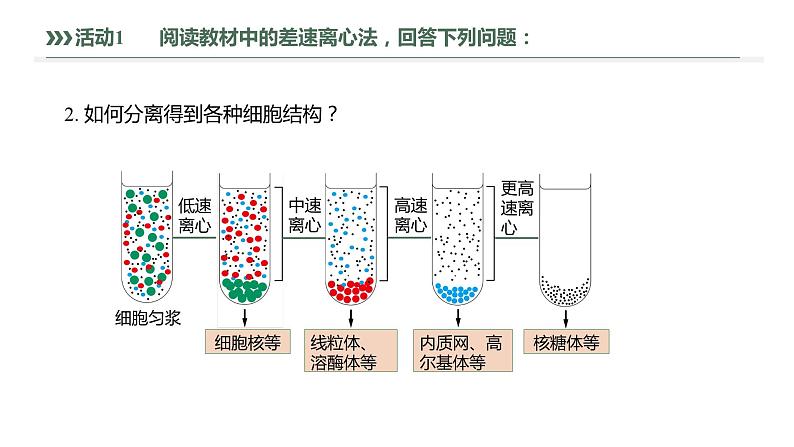 第3章 第2节 第1课时 细胞器之间的分工 高中生物学人教版（2019）必修一课件PPT07