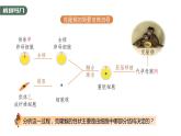 第3章 第3节 细胞核的结构和功能 高中生物学人教版（2019）必修一课件PPT