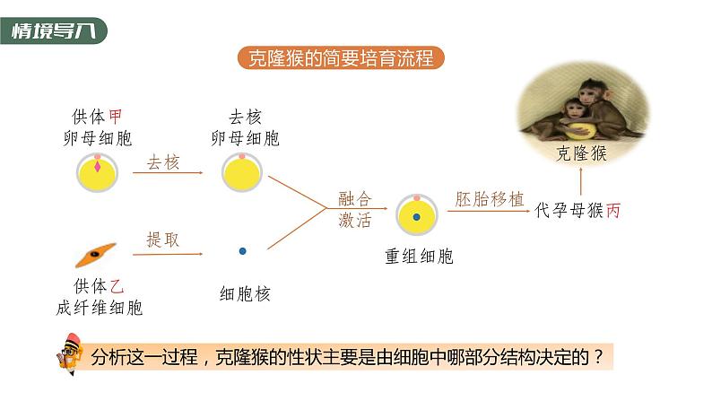 第3章 第3节 细胞核的结构和功能 高中生物学人教版（2019）必修一课件PPT第4页