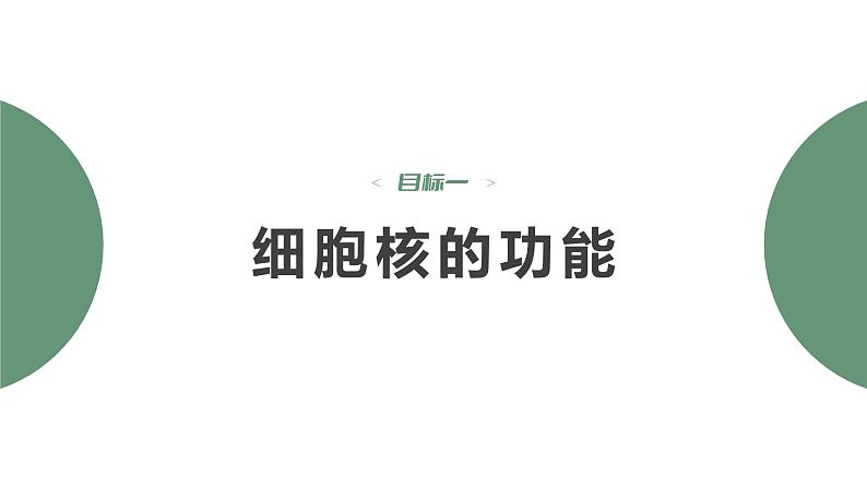 第3章 第3节 细胞核的结构和功能 高中生物学人教版（2019）必修一课件PPT第5页