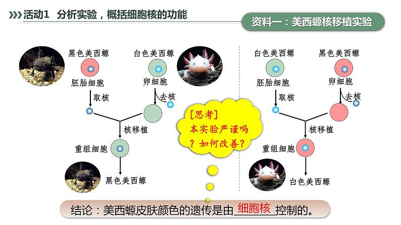 第3章 第3节 细胞核的结构和功能 高中生物学人教版（2019）必修一课件PPT第6页