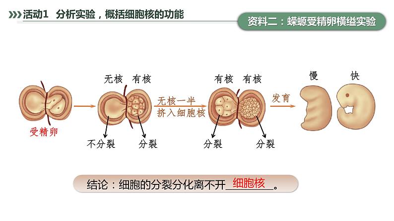 第3章 第3节 细胞核的结构和功能 高中生物学人教版（2019）必修一课件PPT第7页