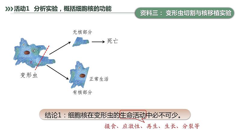 第3章 第3节 细胞核的结构和功能 高中生物学人教版（2019）必修一课件PPT第8页