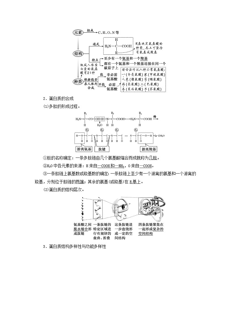 2024届高考生物一轮总复习第一单元走近细胞和组成细胞的分子第3讲蛋白质和核酸教师用书02