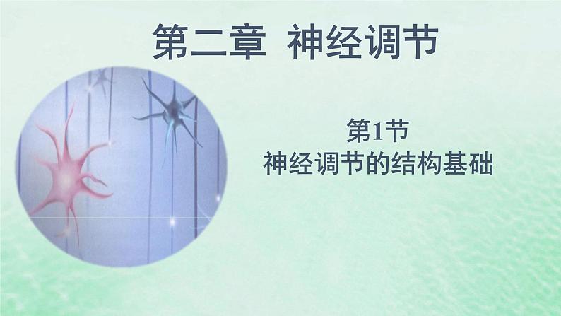 2.1神经调节的结构基础课件高中生物2023—2024年新人教版选择性必修1第1页