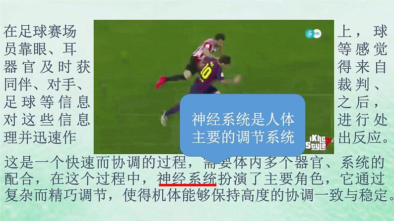 2.1神经调节的结构基础课件高中生物2023—2024年新人教版选择性必修1第4页