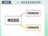高中生物2023—2024年新人教版选择性必修一2.1神经调节的结构基础（课件+教案）（2份）