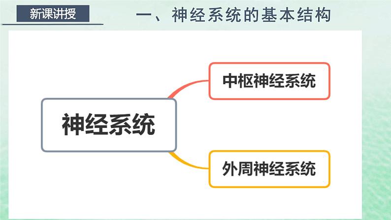 2.1神经调节的结构基础课件高中生物2023—2024年新人教版选择性必修1第5页