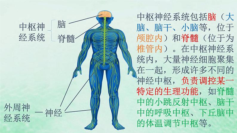 2.1神经调节的结构基础课件高中生物2023—2024年新人教版选择性必修1第6页