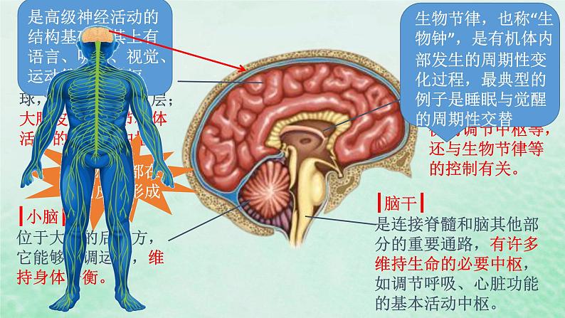 2.1神经调节的结构基础课件高中生物2023—2024年新人教版选择性必修1第7页