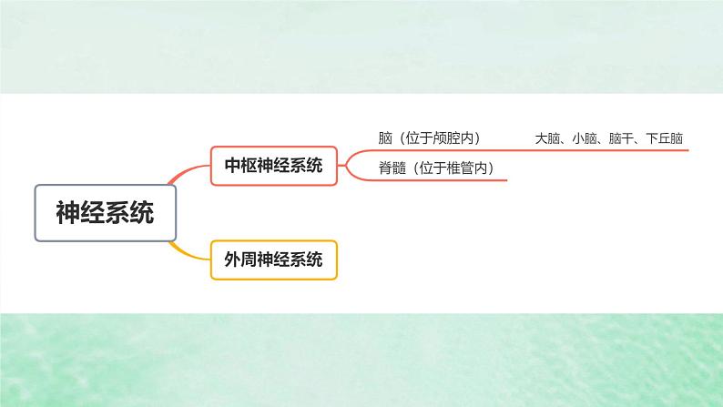 2.1神经调节的结构基础课件高中生物2023—2024年新人教版选择性必修1第8页