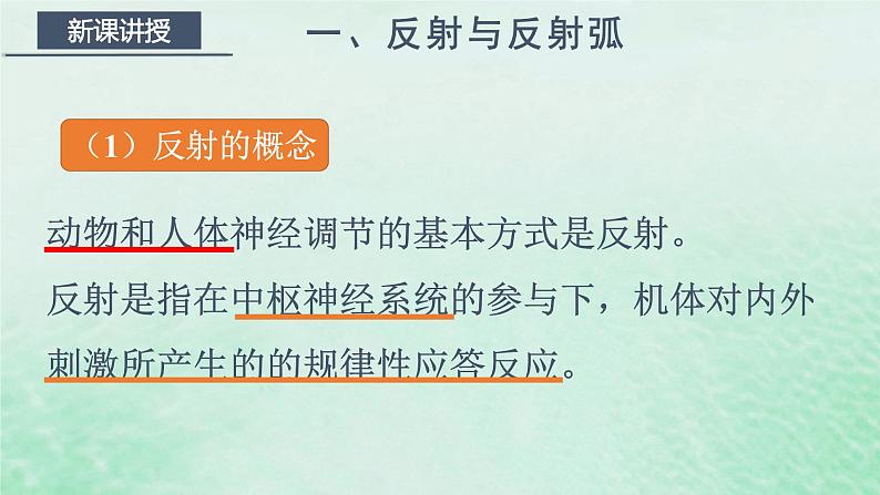 高中生物2023—2024年新人教版选择性必修一2.2神经调节的基本方式（课件+教案）（2份）05