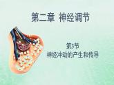 高中生物2023—2024年新人教版选择性必修一2.3神经冲动的产生和传导（课件+教案）（2份）