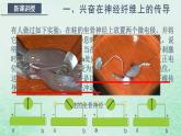 高中生物2023—2024年新人教版选择性必修一2.3神经冲动的产生和传导（课件+教案）（2份）
