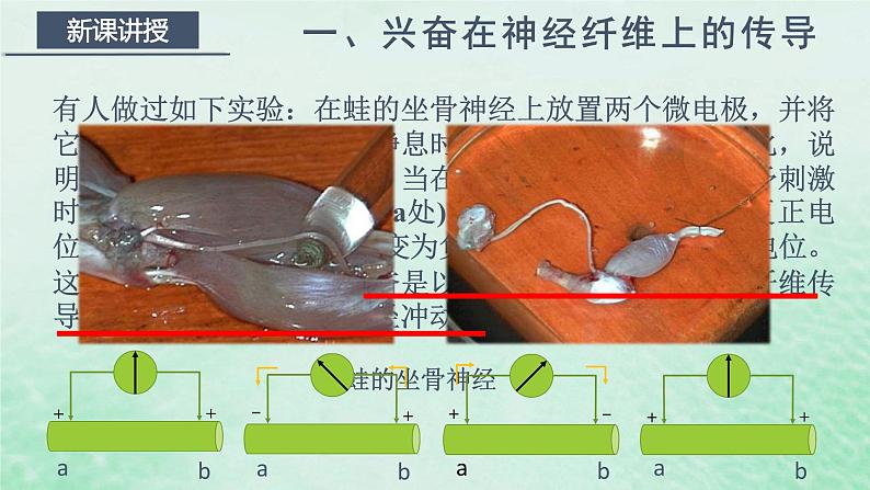 高中生物2023—2024年新人教版选择性必修一2.3神经冲动的产生和传导（课件+教案）（2份）05