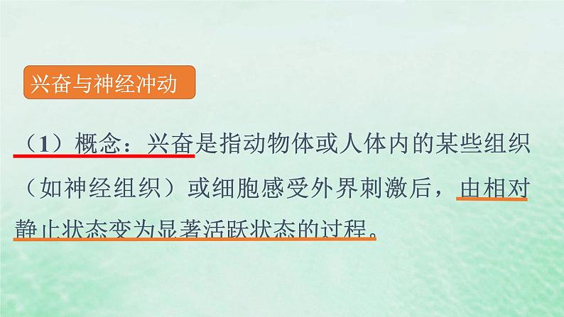 高中生物2023—2024年新人教版选择性必修一2.3神经冲动的产生和传导（课件+教案）（2份）06