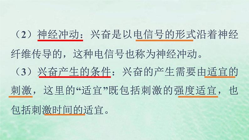 高中生物2023—2024年新人教版选择性必修一2.3神经冲动的产生和传导（课件+教案）（2份）07