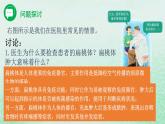 高中生物2023—2024年新人教版选择性必修一4.1免疫系统的组成和功能（课件+教案）（2份）