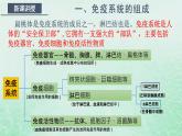 高中生物2023—2024年新人教版选择性必修一4.1免疫系统的组成和功能（课件+教案）（2份）