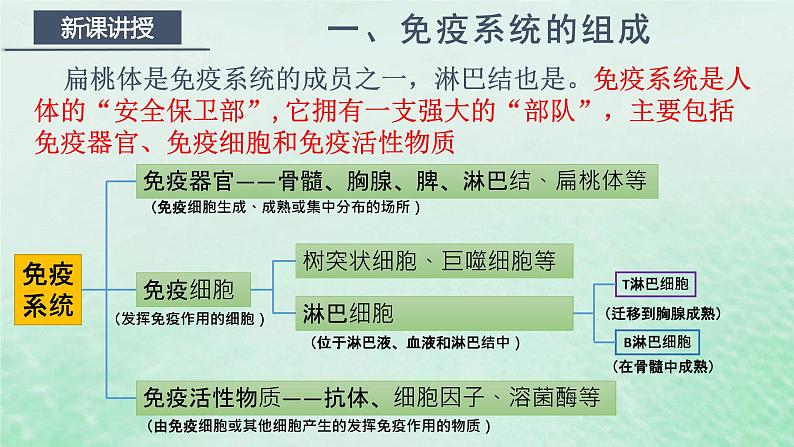 高中生物2023—2024年新人教版选择性必修一4.1免疫系统的组成和功能（课件+教案）（2份）05