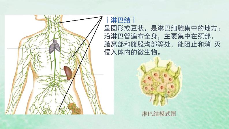 高中生物2023—2024年新人教版选择性必修一4.1免疫系统的组成和功能（课件+教案）（2份）08