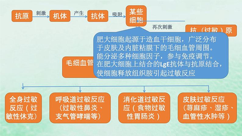 高中生物2023—2024年新人教版选择性必修一4.3免疫失调（课件+教案）（2份）07