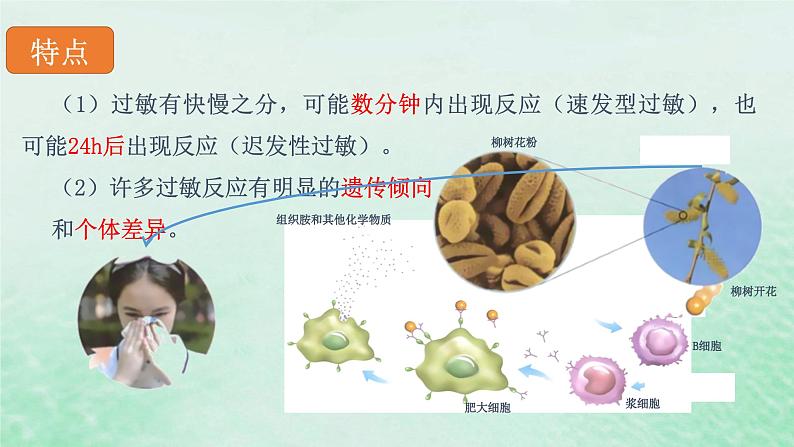 高中生物2023—2024年新人教版选择性必修一4.3免疫失调（课件+教案）（2份）08