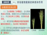 高中生物2023—2024年新人教版选择性必修一5.2其他植物激素（课件+教案）（2份）