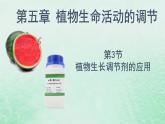 高中生物2023—2024年新人教版选择性必修一5.3植物生长调节剂的应用（课件+教案）（2份）