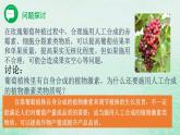 高中生物2023—2024年新人教版选择性必修一5.3植物生长调节剂的应用（课件+教案）（2份）