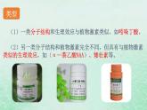 高中生物2023—2024年新人教版选择性必修一5.3植物生长调节剂的应用（课件+教案）（2份）