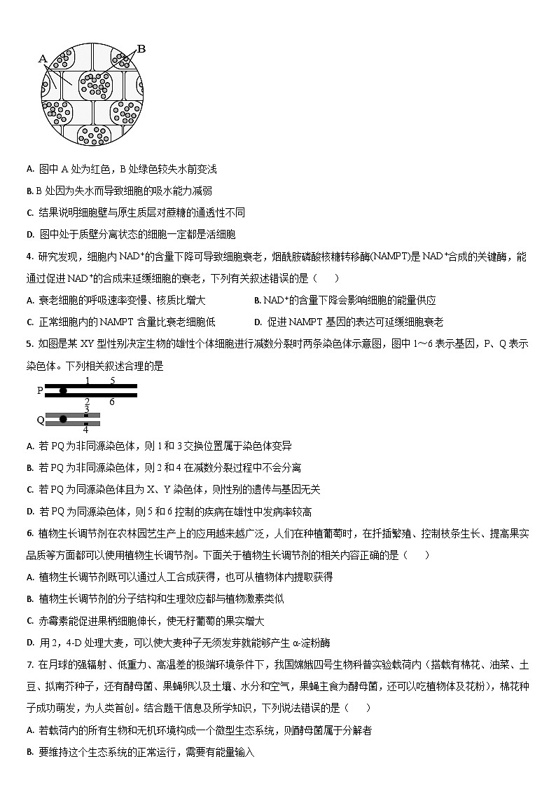 吉林省通化市梅河口市第五中学2023-2024学年高三上学期开学生物试题02