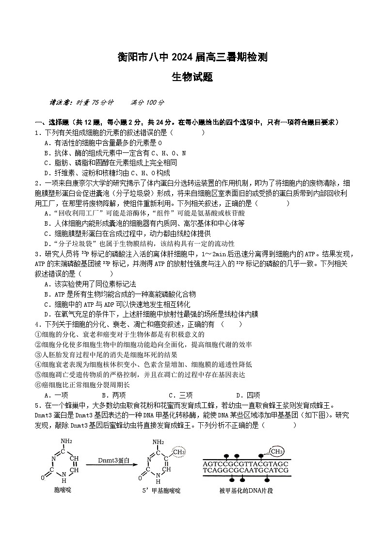 湖南省衡阳市第八中学2024届高三生物上学期8月开学检测试题（Word版附答案）01