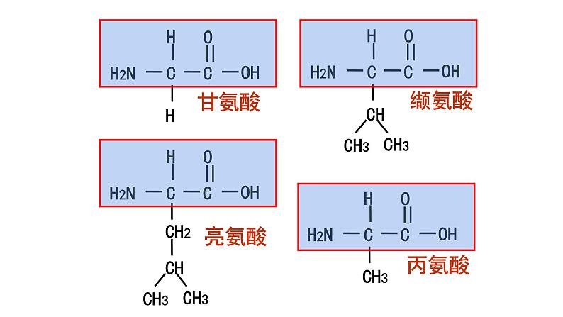 苏教版高中生物必修一 1.3.1细胞中的蛋白质和核酸第1课时课件PPT05