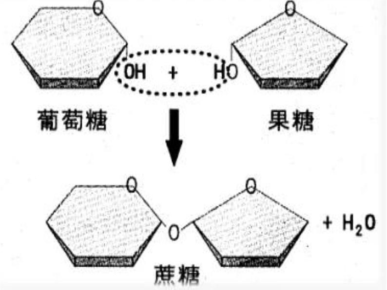 苏教版高中生物必修一1.2.1细胞中的糖类和脂质第1课时（必修一）课件PPT06