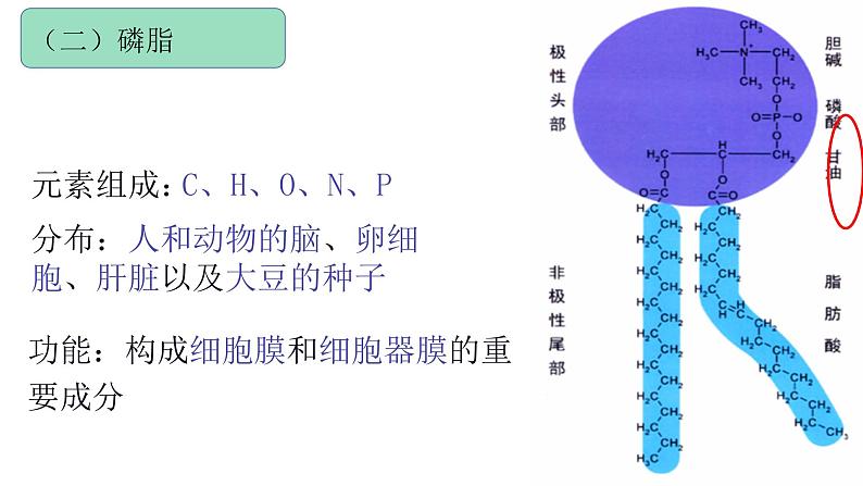 苏教版高中生物必修一1.2.2细胞中的糖类和脂质第2课时（必修一）课件PPT07